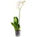 White Phalaenopsis orchid in a pot. Colombia