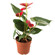 Anthurium plant in a pot. Colombia
